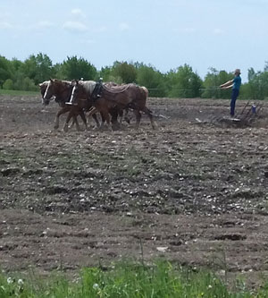 amish plow